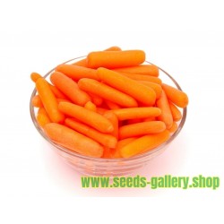 Graines de mini carotte LITTLE FINGER