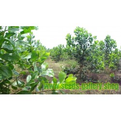 Forest Mangrove Fröer (Acacia mangium)