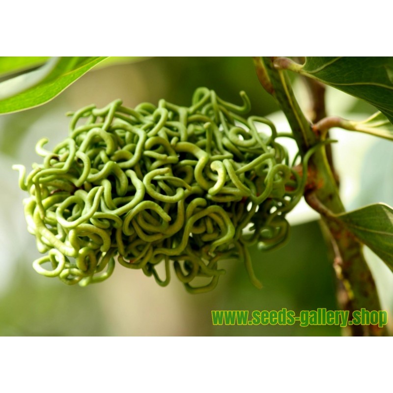 Σπόροι Ακακία - Acacia mangium