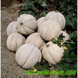 Superstar Melon Seeds