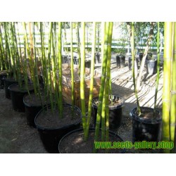 Madake Jätte Bambu Fröer (Phyllostachys bambusoides)
