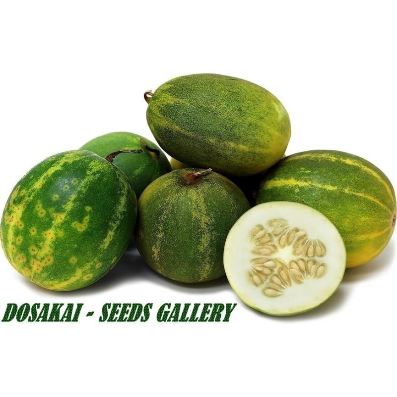 DOSAKAI Indian Cucumber Seeds Price €1.95