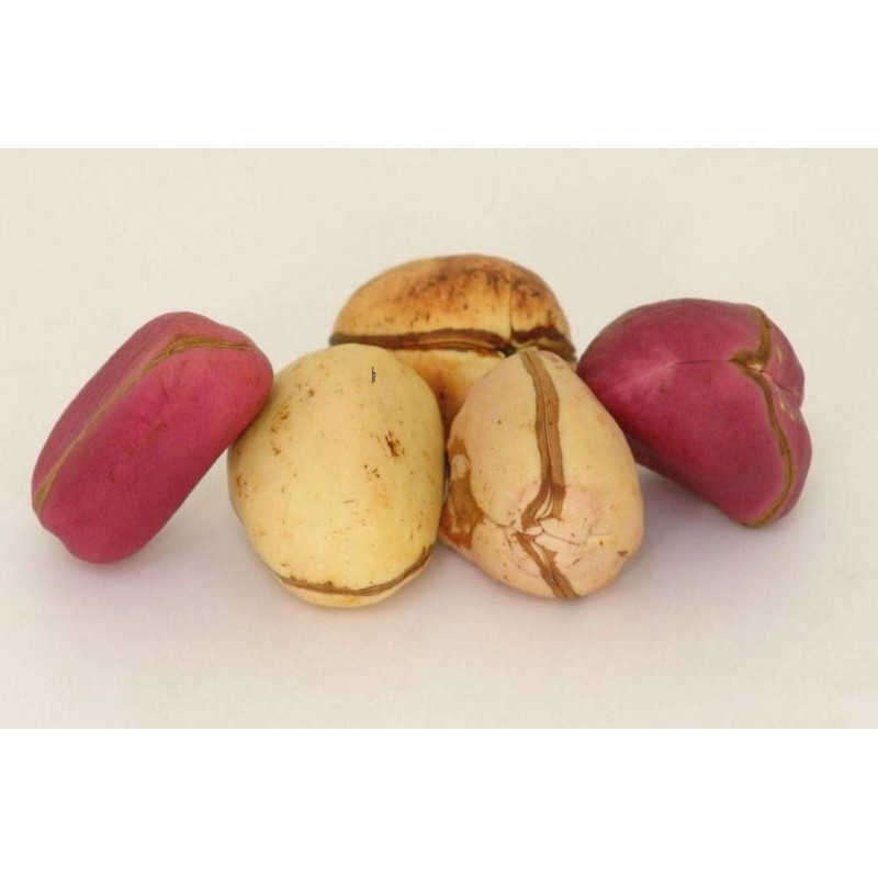 Graines de NOIX DE KOLA Coca Cola (Cola acuminata) Prix €9.50