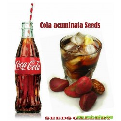 Graines de NOIX DE KOLA - Coca Cola (Cola acuminata)