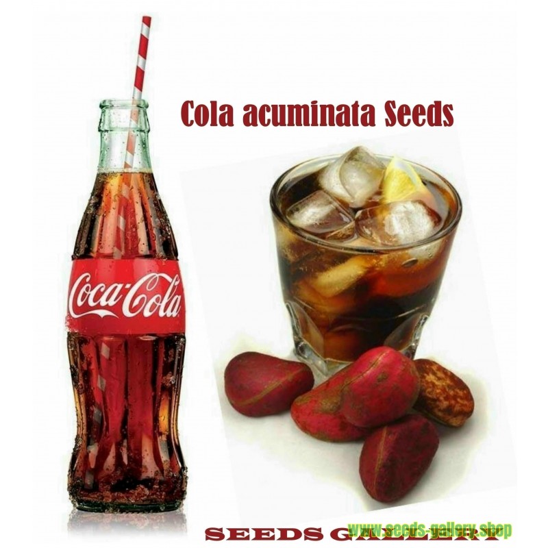 Sementes de NOZ-DE-COLA - Coca Cola