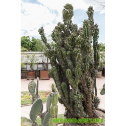 Seme Kaktusa Peruanska Jabuka (Cereus Peruvianus)