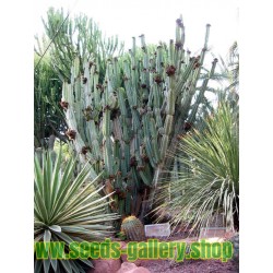 Semillas de Cactus del ordenador (Cereus peruvianus)