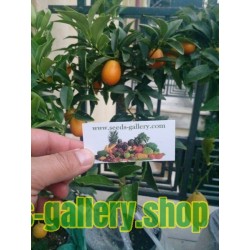 Riesen Kumquat Samen Frosthart (Fortunella margarita)
