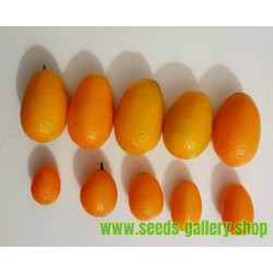 Kinkan JÄTTE - Kumquat JÄTTE Frö (Fortunella margarita) Frost Hardy -10 C