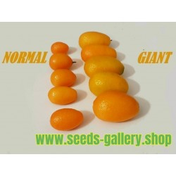 Giant Kumquats or cumquats Seeds (Fortunella margarita) exotic tropical fruit