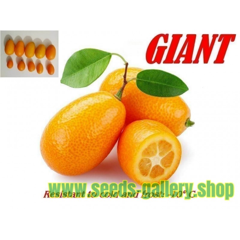 Semillas de Naranjo Enano GIGANTE, Kumquat GIGANTE (Fortunella margarita)