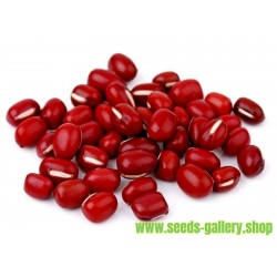 Adzuki Bean Finest Seeds (Vigna angularis)