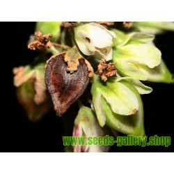 Echte Buchweizen Samen - Heilpflanze (Fagopyrum esculentum)