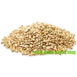 Paquete dulce Semillas de trigo sarraceno balcón en maceta semillas de cultivos 35 semillas 
