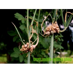 Egipatski hodajuci luk - Luk Drvo Seme (Allium proliferum)