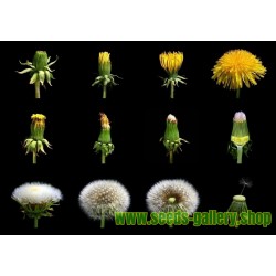 Common Dandelion Seeds Medical Herb (Taraxacum officinale)