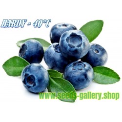 Northern Highbush Blueberry Seeds (Vaccinium Corymbosum)