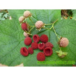 Semillas de zarza de olor, zarza purpúrea, (Rubus odoratus)