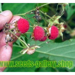 Ljubicasto Cvetna Malina Seme (Rubus odoratus L.)