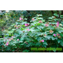 Sementes de Roxo Floração Framboesa (Rubus Odoratus)