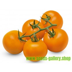 AURIGA Tyska Tomat ekologiskt frö (Solanum lycopersicum)
