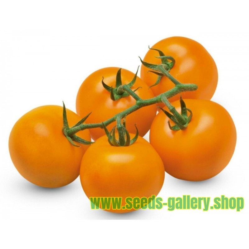 Semi di Pomodoro Tedesco AURIGA (Solanum lycopersicum)