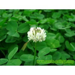 White Clover Seeds (Trifolium repens)