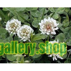 Weiß-Klee Samen (Trifolium repens)