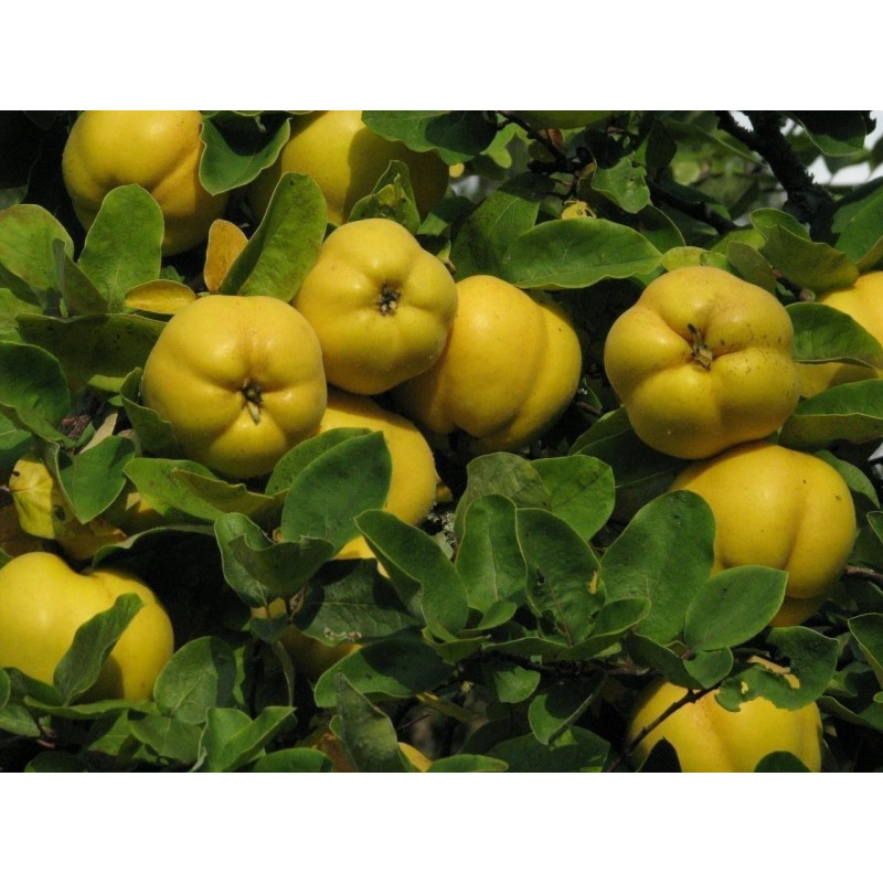 Dunja Seme (Cydonia oblonga)