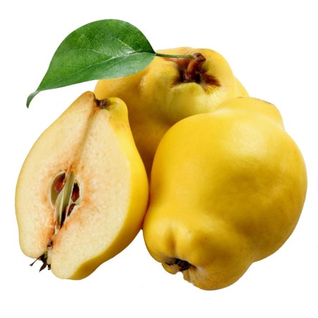 Dunja Seme (Cydonia oblonga)