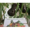 Sweet Pepper Seeds 'Chocolate Beauty'