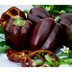 Cokoladna Paprika Babura Seme "Chocolate Beauty"
