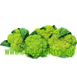 Green Cauliflower Seeds