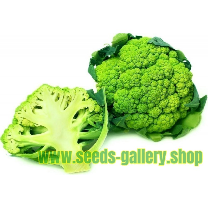Zeleni Karfiol Seme - Zdravo Povrce