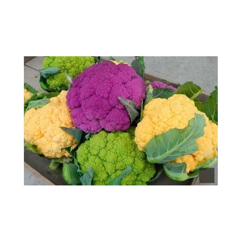 CAVOLFIORE, IL PERIODO DI SEMINA, LA RACCOLTA… | 0,00 €