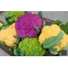 COUVE-FLOR SEMEADURA, PLANTIO, CULTIVO, E COLHEITA | 0,00 €