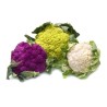 COUVE-FLOR SEMEADURA, PLANTIO, CULTIVO, E COLHEITA | 0,00 €