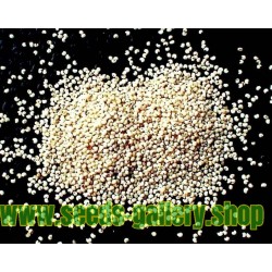 Semillas de Adormidera Blanco o “planta del opio”