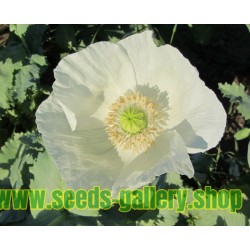 Semillas de Adormidera Blanco o “planta del opio”