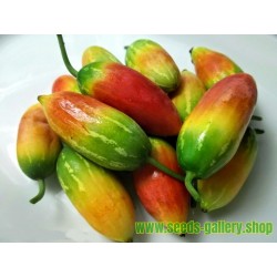 Ivy Gourd, Scarlet Gourd Seeds (Coccinia grandis)