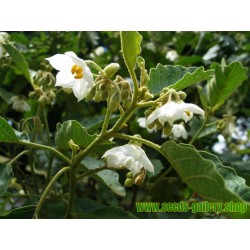 Semillas Hierba Sosa o Pendejera (Solanum torvum)