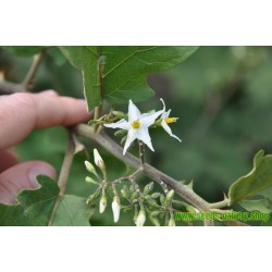 Semillas Hierba Sosa o Pendejera (Solanum torvum)