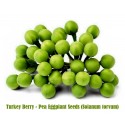 Hindi Berry - Bezelye Patlıcan tohumları (Solanum torvum)