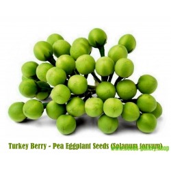 Sementes Turquia Berry - Ervilha Berinjela