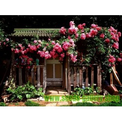 Semillas de Rosas Trepadoras “Queen Elizabeth”