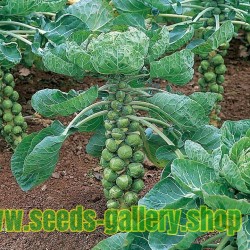 Brussel Sprouts Seeds