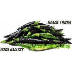 Graines de Piment Noir BLACK COBRA “Goat's Weed”