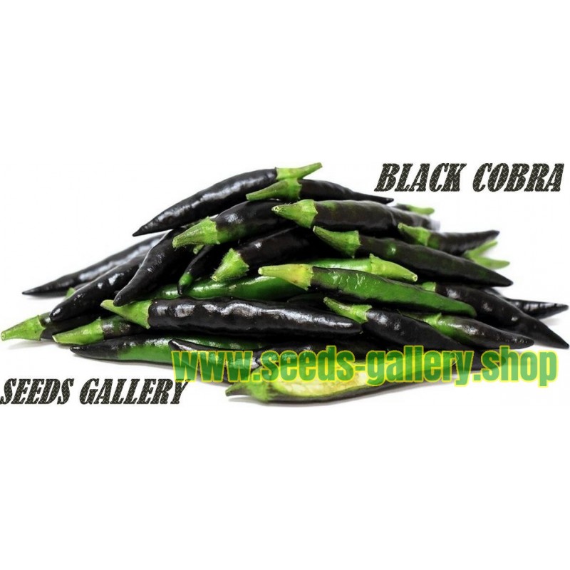 BLACK COBRA Chili – Cili Seme (C. annuum)