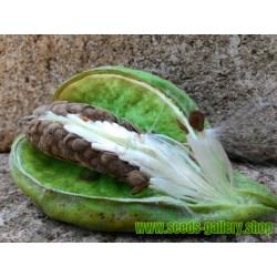 Σπόροι Arqa - Calotropis Gigantea - το φαρμακευτικό φυτό