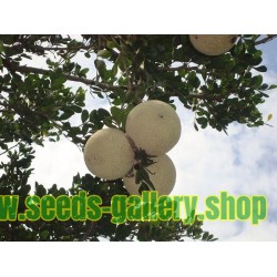 Wood Apple - Elephant Apple Seeds (Limonia acidissima)